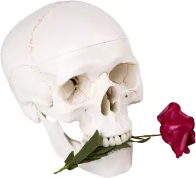 Brand Euddoo 782899457706 Life Size Human Skull Head Model - Anatomical Medical #2