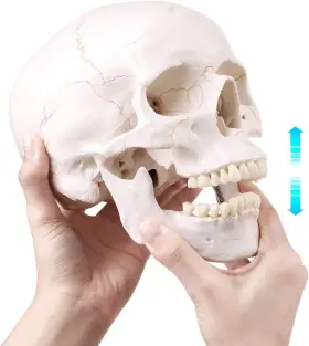 Brand Euddoo 782899457706 Life Size Human Skull Head Model - Anatomical Medical #3