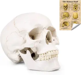 Brand Euddoo 782899457706 Life Size Human Skull Head Model - Anatomical Medical