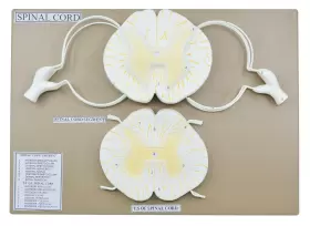 Eisco 696598054305 Spinal Cord Model 17 Inch - Mounted 10x Enlarged Includes Nerve Key