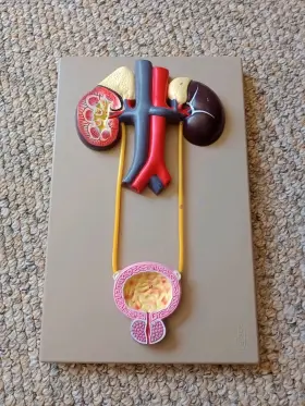 Eisco 849230001070 Labs Human Uninary Tract System Kidney Bladder Model Anatomy Wall Hanging