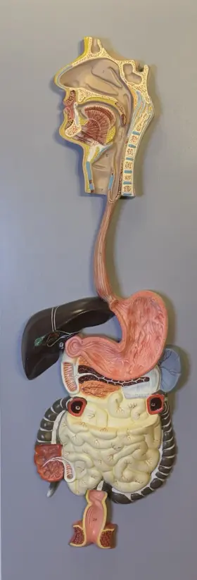Am-0093 Eisco Human Digestive System Model 2 Parts Hand Painted - Am 0093