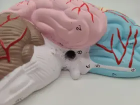 Am0216 Eisco A Human Half Brain Model - Life Size Cross Section Color Coded Labs #2