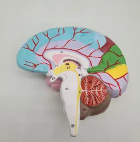 Am0216 Eisco A Human Half Brain Model - Life Size Cross Section Color Coded Labs #3