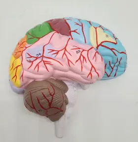 Am0216 Eisco A Human Half Brain Model - Life Size Cross Section Color Coded Labs