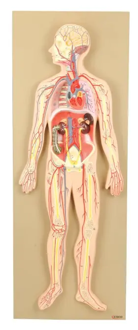 Am0322as Eisco Labs Model Human Circulatory System Half-size