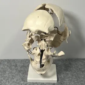 Amch1049as Eisco Beauchene Skull Model - 22 Parts Mounted On Stand Natural Size Labs