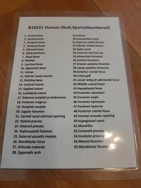 Hbarsci 849230098780 Human Adult Skull Anatomical Model 3 Part - Numbered With Key Card #3