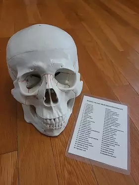 Hbarsci 849230098780 Human Adult Skull Anatomical Model 3 Part - Numbered With Key Card