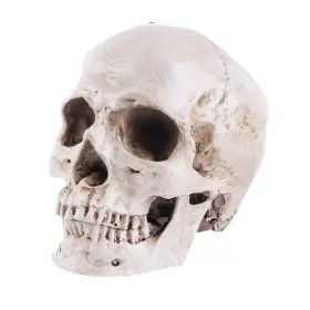 Tg01 Joonor Resin Medical Anatomical Human Skull Model - Life Size Replica White