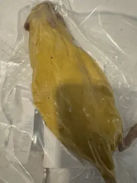 Ls03709 Nasco Preserved Rat Specimen Sealed Bag Small Animal