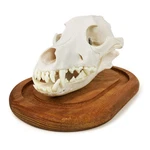 Dog Skull Anatomy Model, 3 Part Life Size Replica Realistic Animal Head Bone .... Fixed Price $51.76.