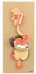 Eisco Labs Human Digestive System Model, 2 Parts, Hand Painted. Fixed Price $81.49.