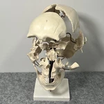 Beauchene Skull Model - 22 Parts, Mounted On Stand Natural Size Eisco Labs. Fixed Price $224.88.