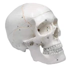 Hbarsci Numbered Human Skull Model - Medical Quality 3 Parts W/removable.... Fixed Price $93.09.