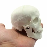 Mini Human Medical Anatomical Head Bone Skull Model Us Stock. Fixed Price $13.29.