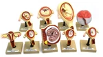 Eisco Labs Pregnancy Series - Embryonic/fetal Development, Set Of 9 Anatomical. Fixed Price $250.14.
