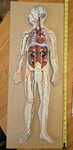 Labs Model, Human Circulatory System, Half-size, Eisco AM0322AS. Fixed Price $180.00.