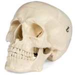 Medical Anatomical Skull Model - 1:1 Life Size Replica Anatomy Adult Human Head. Fixed Price $47.99.