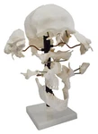 Beauchene Skull Model - 22 Parts, Mounted On Stand Natural Size Eisco Labs. Fixed Price $228.99.