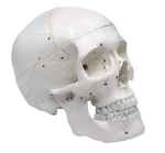 Hbarsci Numbered Human Skull Model - Medical Quality 3 Parts W/removable Ca.... Fixed Price $101.33.