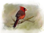 A-701 Print Of Painting "red Cardinal" Gift Idea Birds. Fixed Price $9.00.