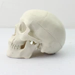 Mini Human Medical Anatomical Head Bone Skull Model Education Us Stock. Fixed Price $13.29.